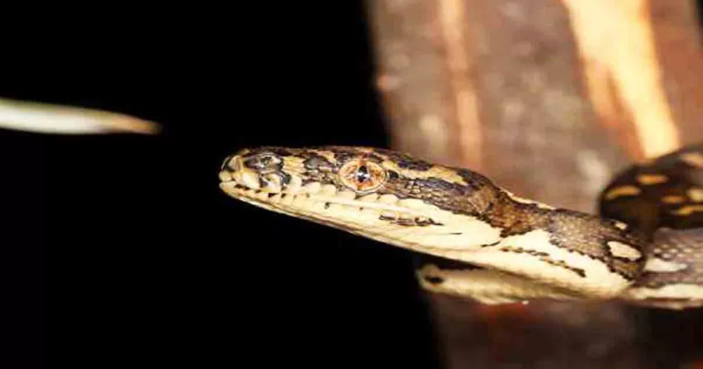 Live worm found in woman's brain in Australia