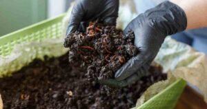 PMC Generates Over 850 Tonnes of Organic Compost Monthly from City's Waste