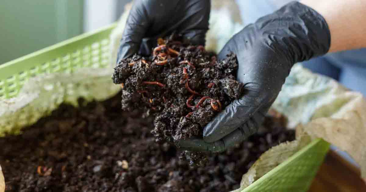 PMC Generates Over 850 Tonnes of Organic Compost Monthly from City's Waste