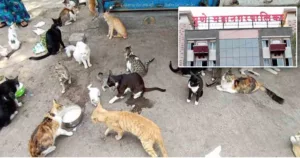 PMC sterilizes nearly 3,000 stray cats in a year