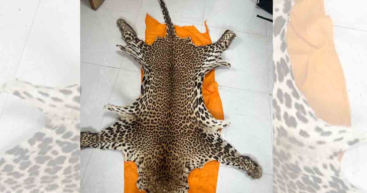 Pune Customs Seize 2Skin From Dairy Shop Workers