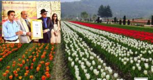 Tulip Garden1
