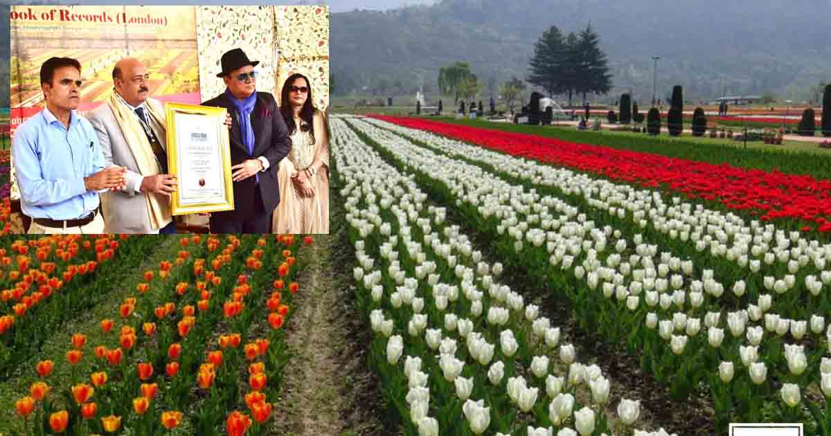 Tulip Garden1