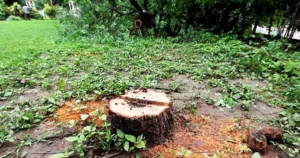 Pune: Sandalwood Thieves Attack Police On Law College Road, Police Open Fire In Self-defense