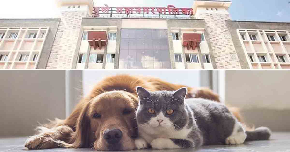 Unauthorised Agents Exploit Pet Owners with Extra Charges Under the Guise of Pet Licences