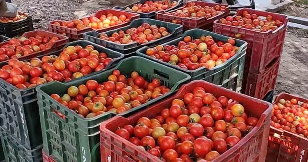 tomato