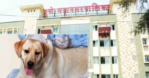 vaccination of dogs