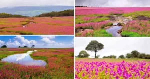 Pune Pulse Over 1 Lakh people visited Kaas plateau in 2023 so far