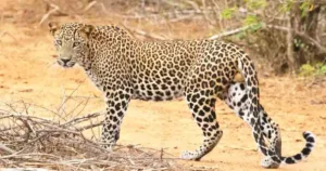 Leopard