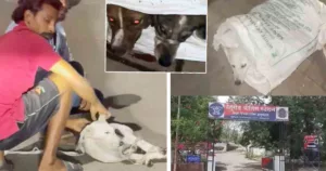 People Tie Dogs' Hands & Mouth, Stuff Them in Plastic Bags; Dehu Road Police File FIR