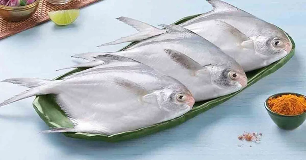 Silver Pomfret Named Official 'State Fish' of Maharashtra - PUNE PULSE