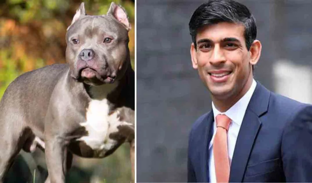 UK PM Rishi Sunak announces ban on American bully XL dogs after attack on 30-year-old man