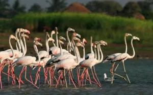 Pune : Early Arrival of Flamingos Delights Jejuri as Nazre Dam Welcomes Exotic Guests