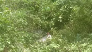 Accident : Car falls into valley in Varandha Ghat; passengers rescued successfully