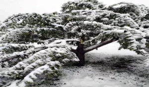 Kashmir upper reaches receive snowfall, plains lashed by rains