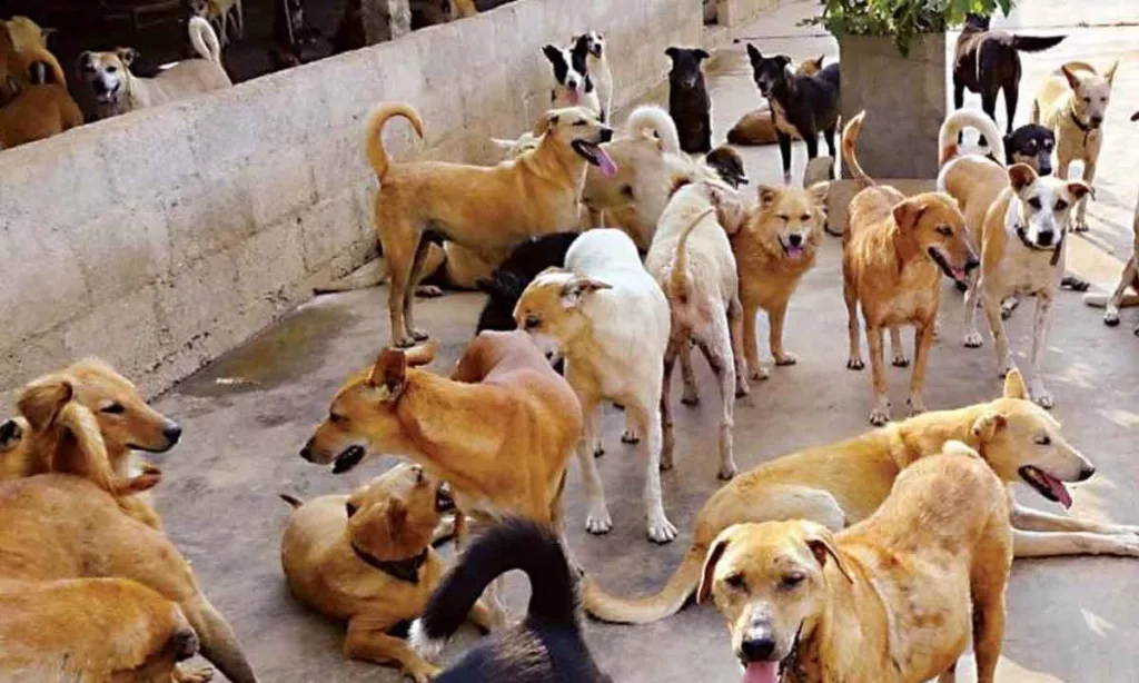 PMC conducts review meetings to tackle growing problem of stray dogs