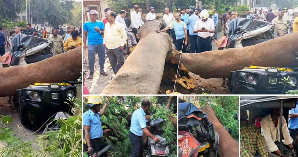 Tree Fell on Auto Rickshaw in Kothrud