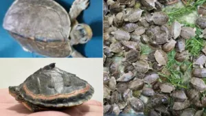 DRI saves 955 live baby Gangetic turtles in crackdown on illegal wildlife trade