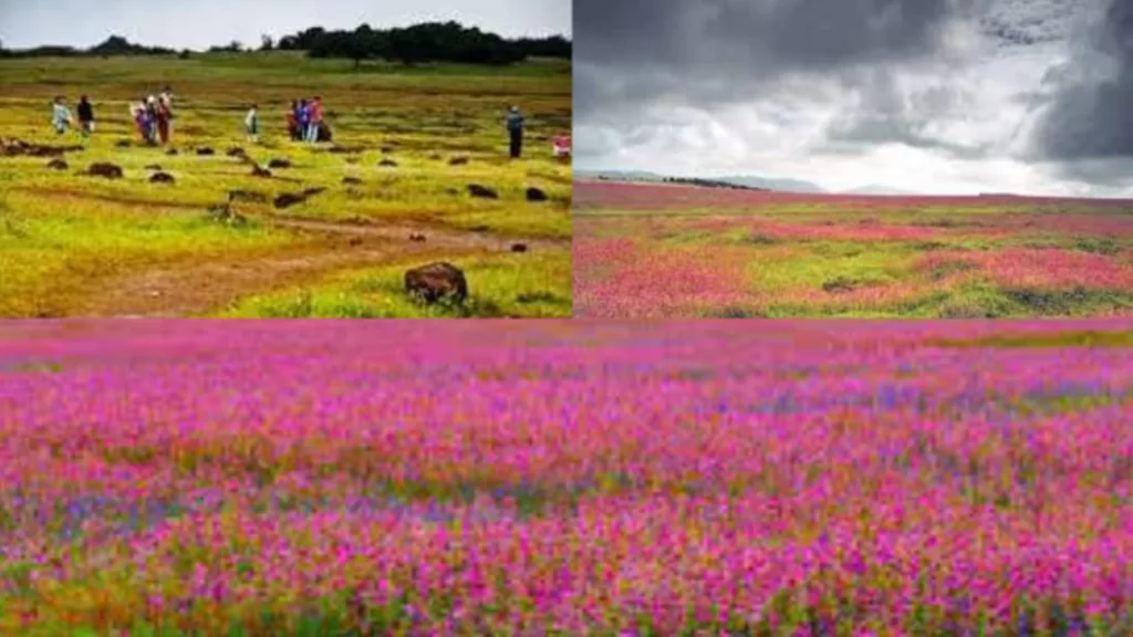 Kaas plateau blossoms draw tourists in large numbers
