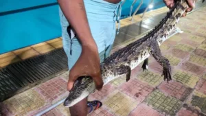 Shocking !!! Baby crocodile found in swimming pool in Dadar