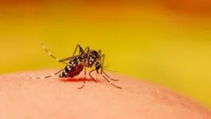 Dengue and Chikungunya Cases Drop Sharply in Pune Post-Diwali: Here’s Why