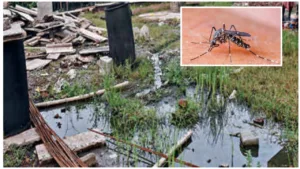 Pune observes slight surge in dengue cases