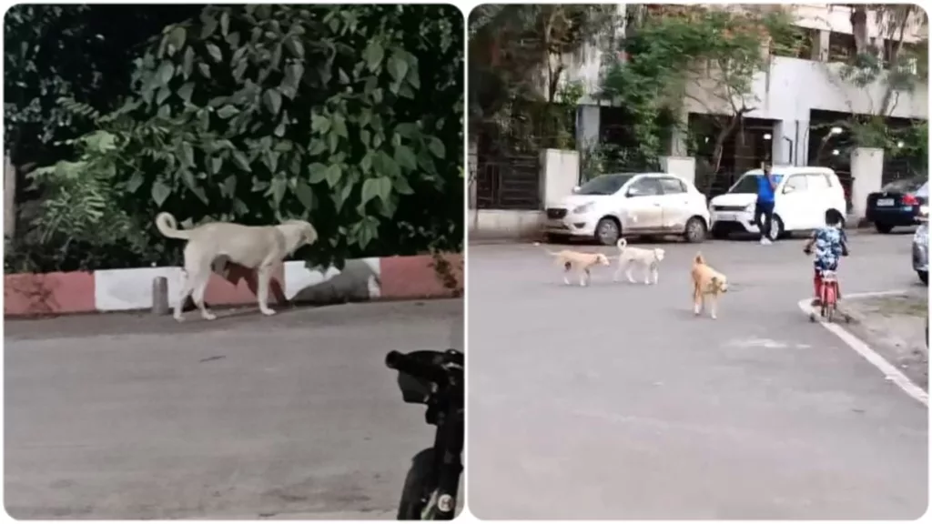 Pimpri Chinchwad residents troubled by stray dog menace