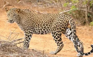 India Conducts Fifth Cycle Of Leopard Population Estimation