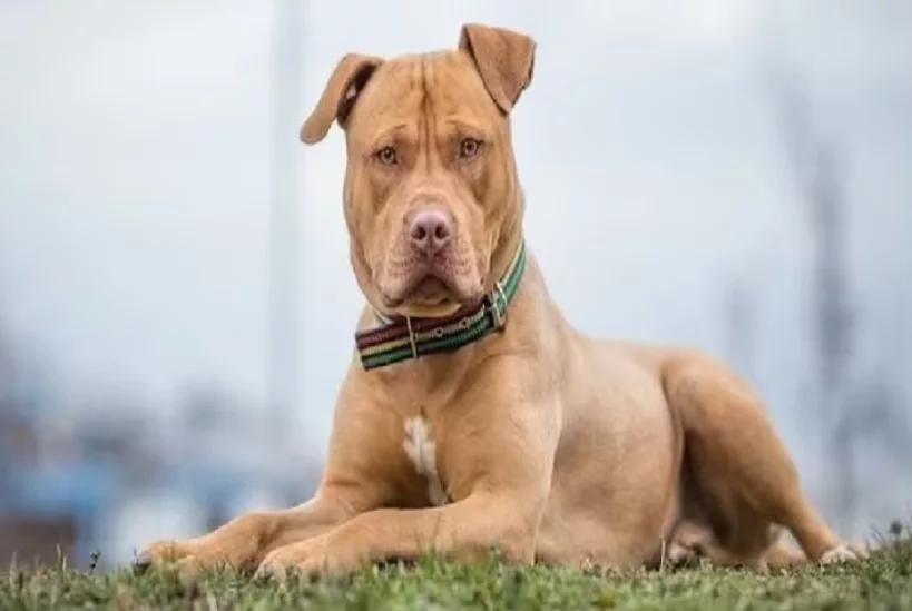 Solapur News : Dog banned in 41 countries attacks a worker, literally breaks the leash