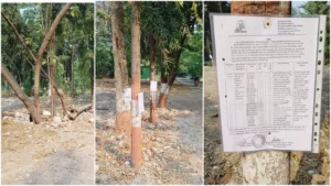 Over 300 trees planned to be hacked for Agri department building in Shivaji Nagar; activists oppose the move