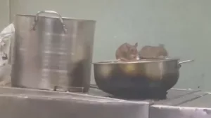 Video surfaces on internet showing rats in pantry car of LTT-Madgaon Express