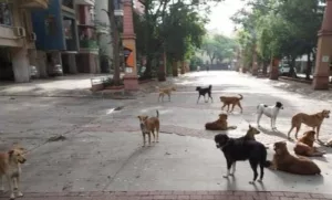 Pune Pulse Pune citizens  raise concern over increasing stray dog attacks following death of Wagh Bakri ED