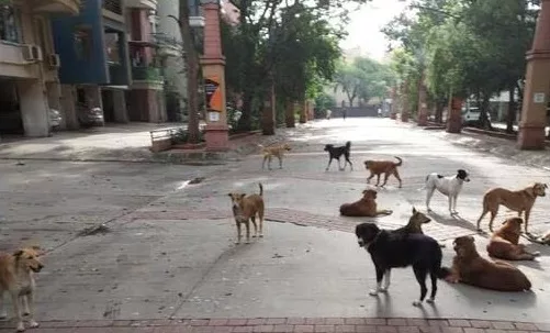 Pune : Stray dog issue raises concern for Amanora Park Town residents; Demand permanent solution