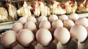 Chicken and Eggs retail prices soar in Pune