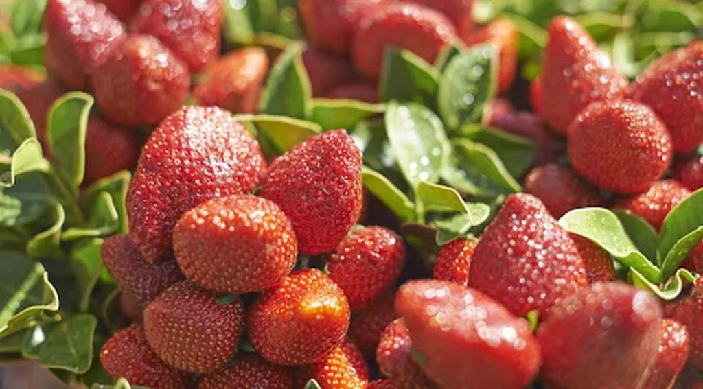 Strawberry Prices Soar In Pune As Unpredictable Weather Hits Crop Yield