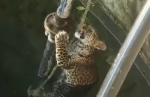 Leopard falls in well while catching his prey in Ambegaon Taluka