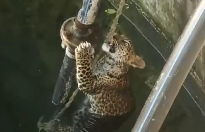 Leopard falls in well while catching his prey in Ambegaon Taluka