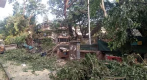 Depleting green cover: 8 trees chopped off in Aundh for Metro works