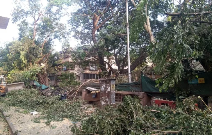 Eight Trees Are Cut Down in Aundh