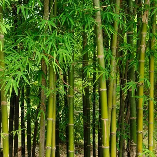 India to replace steel crash barriers with bamboo to enhance safety
