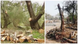 PMC issues notice to private company in Kharadi for chopping off more than 440 trees. Check details
