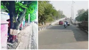 Punekars appealed to join hands to save roadside trees