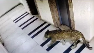 Leopard scare in Bengaluru: Forest Department asks citizens not to venture out