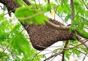 Karnala Bird Sanctuary Tragedy: One Man Dies And 7 Injured in Bee Attack Near Mumbai