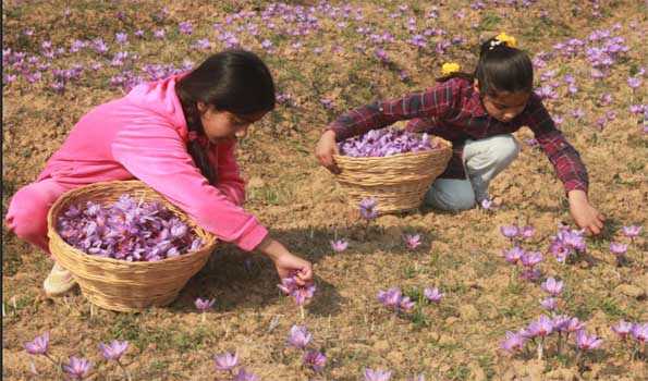 Kashmir may see bumper saffron crop this year