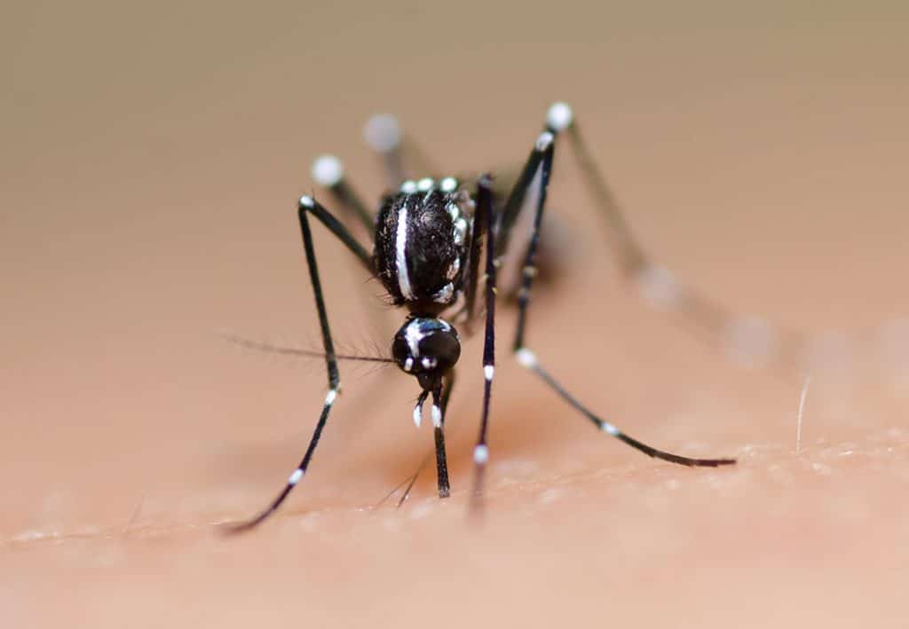 Pune records lowest dengue cases till October in last seven years: PMC