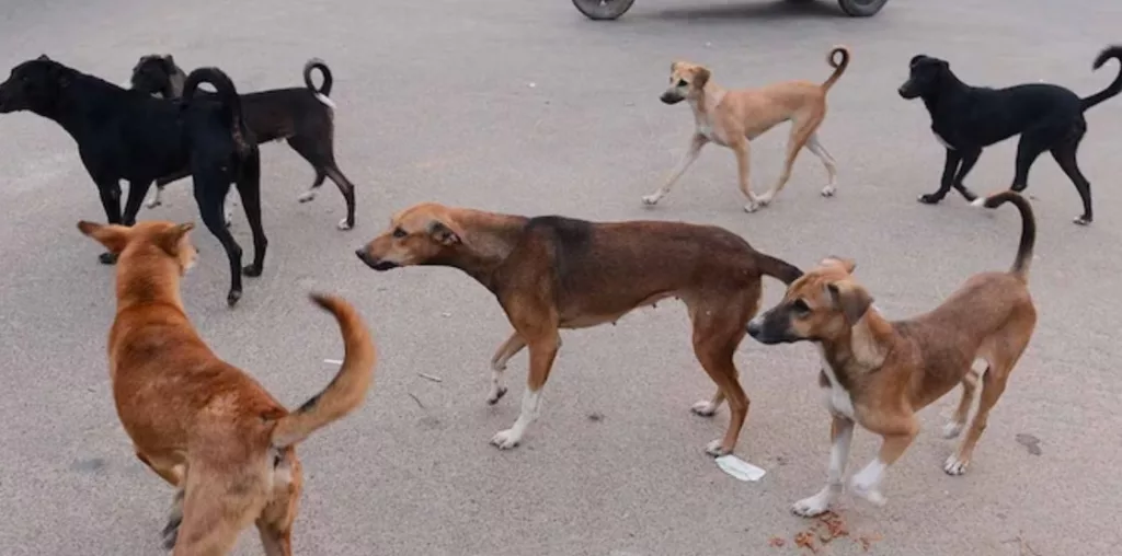 Street dog population in Pune declines; find out more