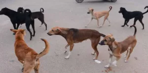 Street dog population in Pune