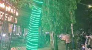 Protecting Pune's green cover: NGO urges local businesses to remove tree lights as Diwali approach