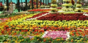 Pune Pulse International horticulture and floriculture exhibition in Pune begins from Nov 24 ; Check details to know more